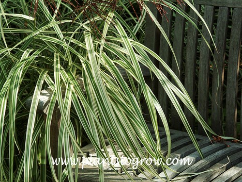 Dixieland Miscanthus (Miscanthus sinensis)